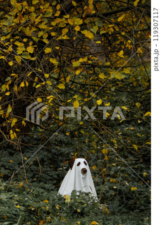 funny Labrador dog is dressed in Halloween ghost costume, pet in white cape is hiding funny Labrador dog is dressed in Halloween ghost costume, pet in white cape is hiding 119307117