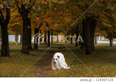 Labrador dog is dressed in ghost costume for party or Halloween, pet in white cape standing in park Labrador dog is dressed in ghost costume for party or Halloween, pet in white cape standing in park 119307119