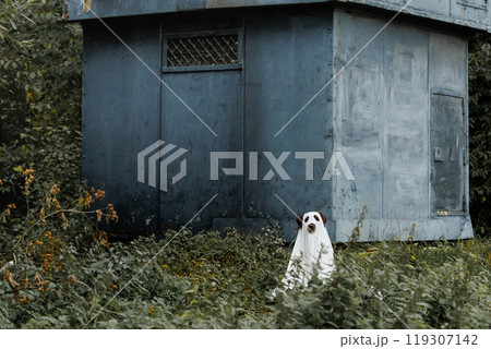 Cute Labrador dog is dressed in Halloween ghost costume, pet in white cape Cute Labrador dog is dressed in Halloween ghost costume, pet in white cape 119307142