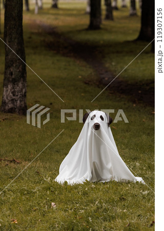 Cute Labrador dog is dressed in Halloween ghost costume 119307156