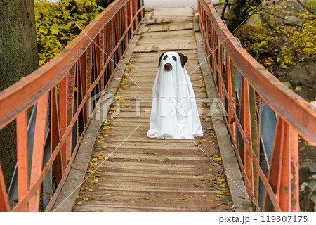 Halloween Labrador dog is dressed in ghost costume, pet in white cape sitting on wooden bridge 119307175