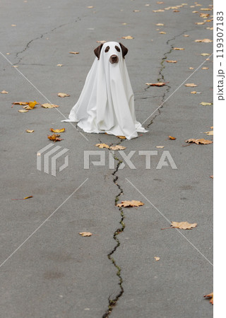 Labrador dog dressed in costume Halloween party, ghost pet in white cape sitting on cracked road 119307183
