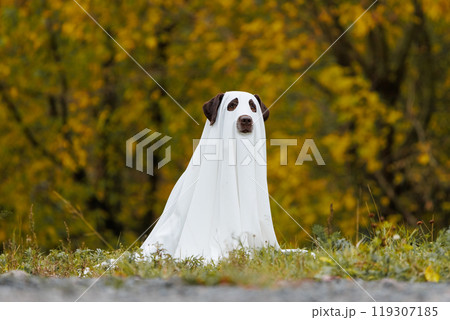 Cute Labrador dog is dressed in Halloween ghost costume Cute Labrador dog is dressed in Halloween ghost costume 119307185