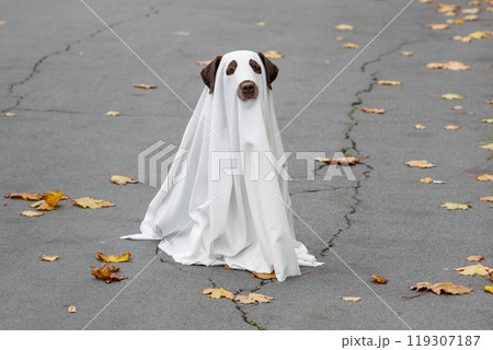 Labrador dog dressed in costume Halloween party, ghost pet in white cape sitting on cracked road 119307187