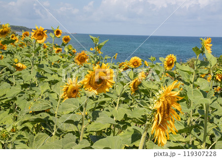 海辺に咲くひまわり 119307228