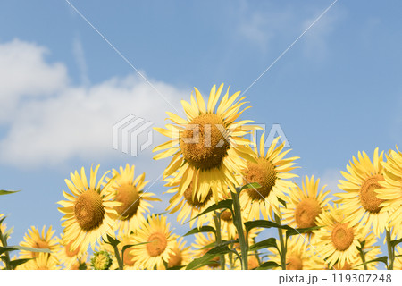 青空に向かって咲くひまわり 119307248