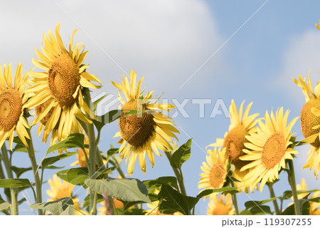 青空に向かって咲くひまわり 119307255