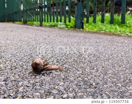 Close-up of a snail slowly crawling across a wet pavement after a rain shower with textured ground and green fence in the background, showing nature-in-the-city, perseverance, nature, and environment Close-up of a snail slowly crawling across a wet pavement after a rain shower with textured ground and green fence in the background, showing nature-in-the-city, perseverance, nature, and environment 119307738