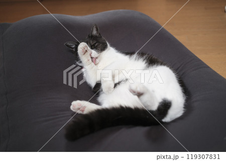 顔を洗う猫 119307831