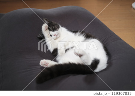 顔を洗う猫 119307833
