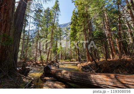 Sunny view of the landscape at Yosemite National Park Sunny view of the landscape at Yosemite National Park 119308056