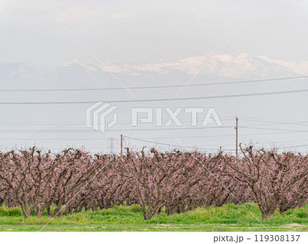 Sunny view of beautiful Peach flower blossom Sunny view of beautiful Peach flower blossom 119308137