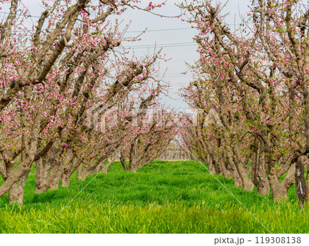 Sunny view of beautiful Peach flower blossom Sunny view of beautiful Peach flower blossom 119308138