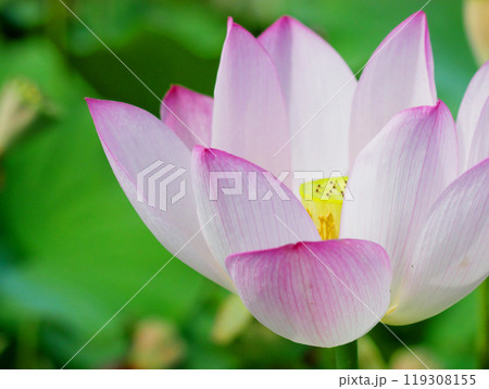 パステルピンクの満開の蓮の花 パステルピンクの満開の蓮の花 119308155