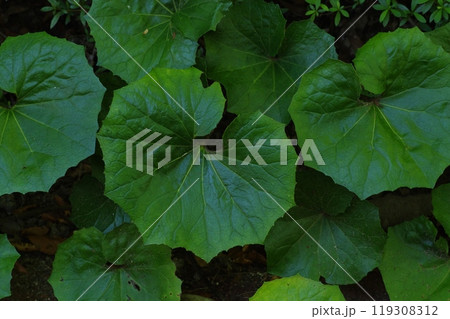 植物の葉 植物の葉 119308312