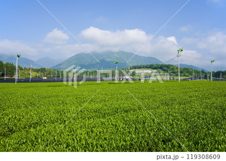 新茶畑《すいざわ茶・伊勢茶・三重県四日市市水沢町》 119308609
