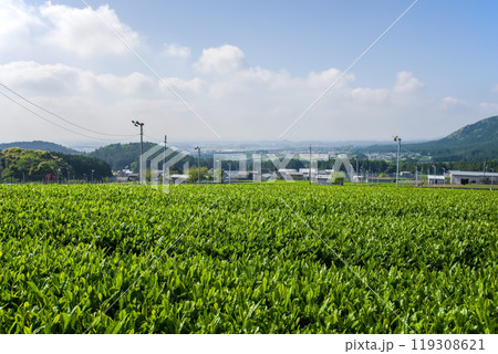 新茶畑《すいざわ茶・伊勢茶・三重県四日市市水沢町》 119308621