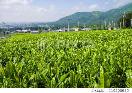 新茶畑《すいざわ茶・伊勢茶・三重県四日市市水沢町》 119308630