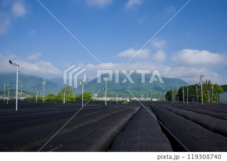 かぶせ茶(冠茶)畑《すいざわ茶・伊勢茶・三重県四日市市水沢町》 119308740