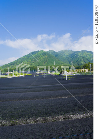 かぶせ茶(冠茶)畑《すいざわ茶・伊勢茶・三重県四日市市水沢町》 119308747