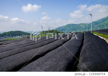 かぶせ茶(冠茶)畑《すいざわ茶・伊勢茶・三重県四日市市水沢町》 119308754