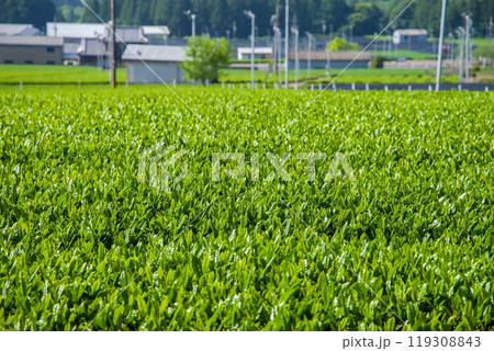 新茶畑《すいざわ茶・伊勢茶・三重県四日市市水沢町》 119308843