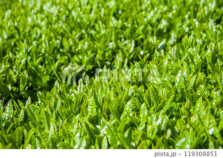 新茶畑《すいざわ茶・伊勢茶・三重県四日市市水沢町》 新茶畑《すいざわ茶・伊勢茶・三重県四日市市水沢町》 119308851