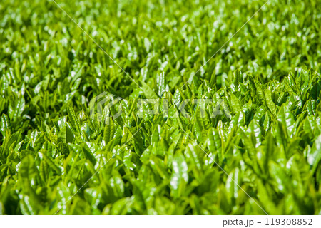 新茶畑《すいざわ茶・伊勢茶・三重県四日市市水沢町》 119308852