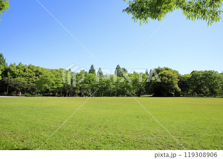 初夏の公園　爽やか　若葉 119308906