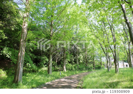 初夏の公園 若葉輝 初夏の公園 若葉輝 119308909