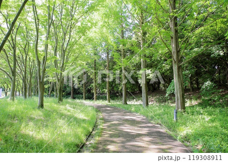 初夏の公園 若葉輝 初夏の公園 若葉輝 119308911