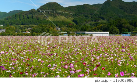 宮崎県えびの市「グリーンパークえびの」のコスモス 宮崎県えびの市「グリーンパークえびの」のコスモス 119308996