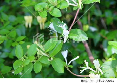 スイカズラの花 119309053