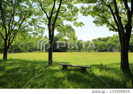 初夏の公園　爽やか　若葉　輝 119309054