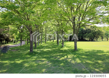 初夏の公園　爽やか　若葉　輝 119309055