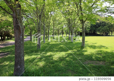 初夏の公園 爽やか 若葉 輝 初夏の公園 爽やか 若葉 輝 119309056