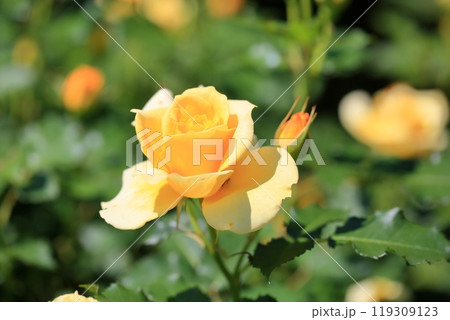 初夏の公園 バラの花 ゴールドバニー 初夏の公園 バラの花 ゴールドバニー 119309123