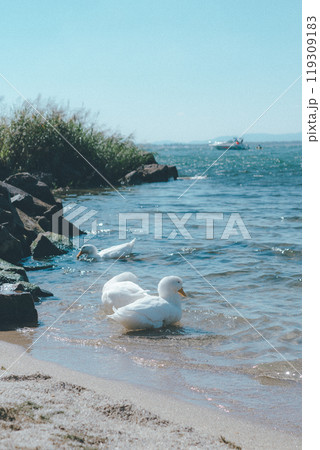 アヒルの水浴び 119309183