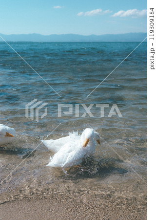 アヒルの水浴びの瞬間 アヒルの水浴びの瞬間 119309184