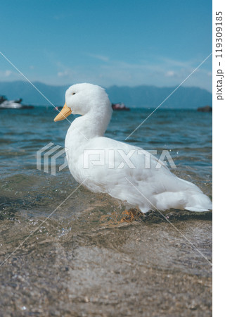 湖にいるアヒルさん 湖にいるアヒルさん 119309185
