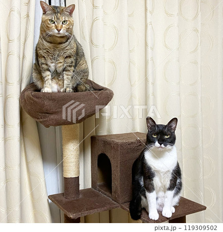キャットタワーに座る茶キジ猫と白黒猫 119309502