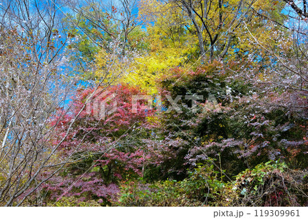カラフルな紅葉と冬桜 カラフルな紅葉と冬桜 119309961