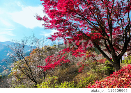赤い楓と冬桜 赤い楓と冬桜 119309965