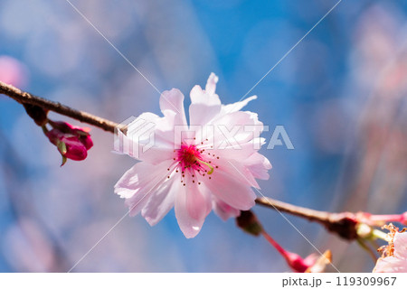十月桜の花びら 十月桜の花びら 119309967