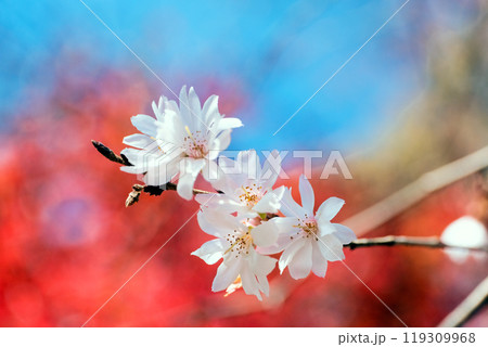 冬桜の花びら 119309968