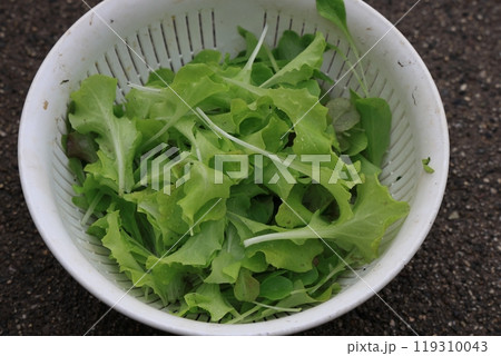 家庭菜園　サラダ用のレタスなど 119310043