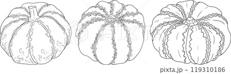 Hand drawn illustration or coloring pages of different types of pumpkins. 119310186