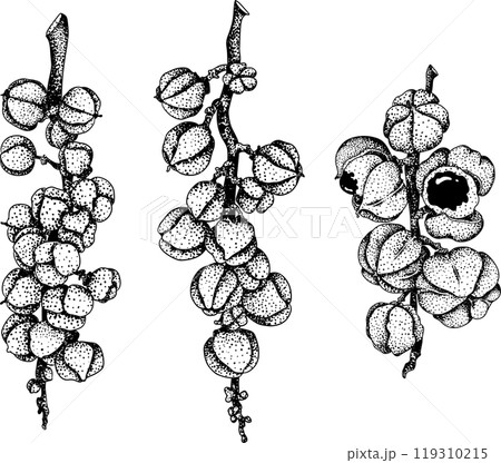 Guarana fruits. Superfood ingredient for energy drink.  119310215