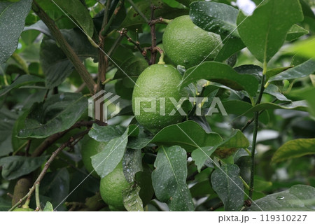 10月のレモン 119310227