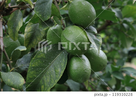 成長途中のレモン　グリーンレモン 119310228